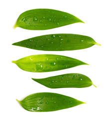 Fototapeta na wymiar Set of rich green leaves