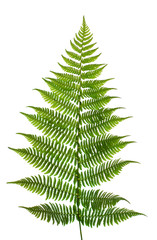 Leaf of a fern on a white