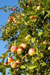 Red apples and leaves on blue sky