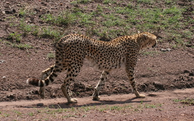 Cheetah