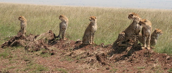 Cheetah and five cubs