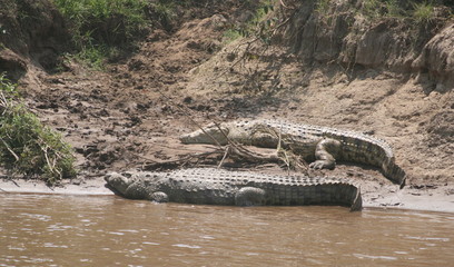 Crocodile