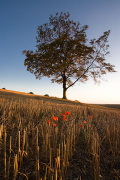 After the Harvest