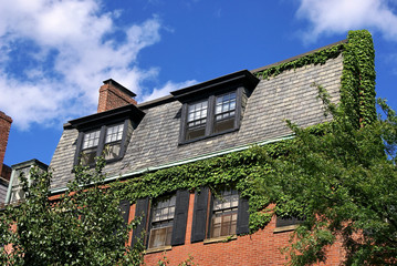 Fototapeta na wymiar Ivy pokryte dom