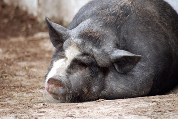 vietnam pig sleeping