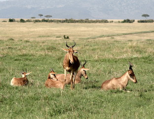 Fototapeta premium African scene
