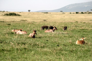 African scene