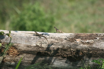 Lizards at play