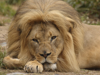 African lion portrait 3