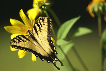 black and yellow swallowtail