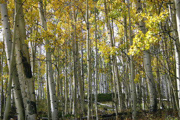 Aspen Grove (Populus tremuloides)