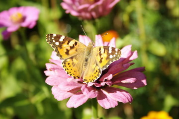Fototapeta premium butterfly 1