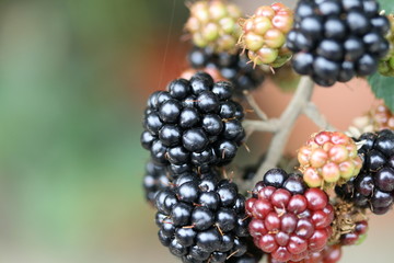 blackberries