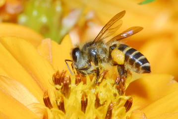 Bee and flowers in the gardens 