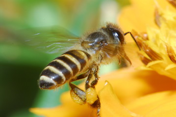 Bee and flowers in the gardens 