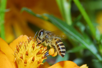 Bee and flowers in the gardens 
