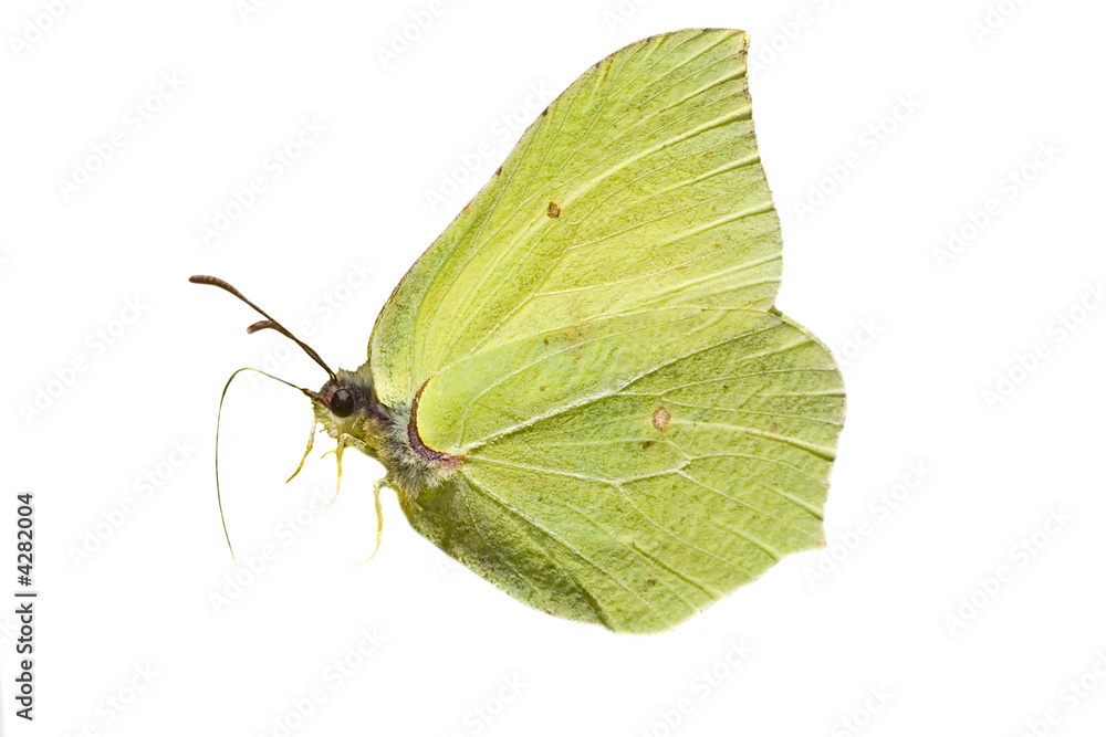 Sticker isolated brimstone butterfly