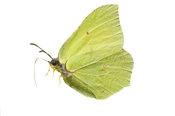 isolated brimstone butterfly