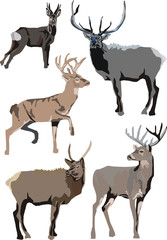 illustration with deers
