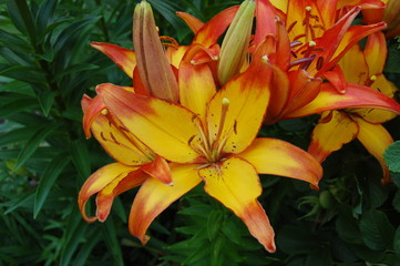 Obraz premium Lilium