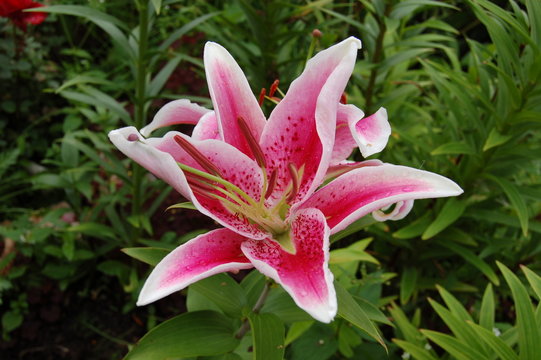 Fototapeta  Lilium oriental hybrids