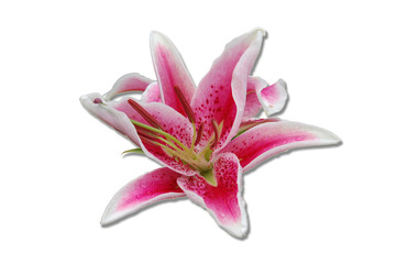 Lilium oriental hybrids