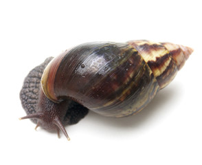 achatine