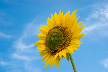 Obraz premium sunflower