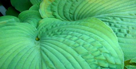 green harmony of hosta leaves