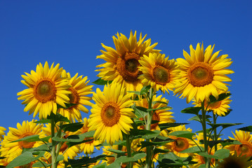 Naklejka premium Sonnenblumen