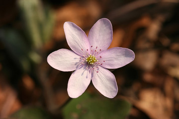 Single hepatica flower