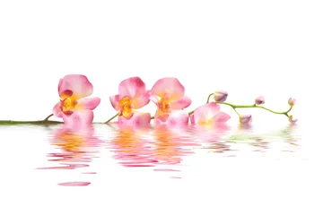 Papier Peint photo Lavable Orchidée Pink orchid
