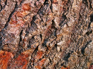 baumrinde
