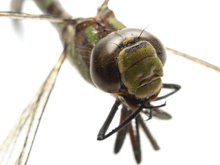 dragonfly isolated diagonal