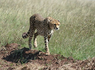 Prowling cheetah