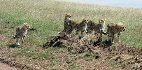 Family of cheetahs