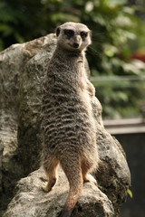 Fototapeta premium meercat