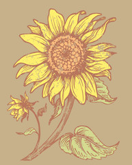 girasol