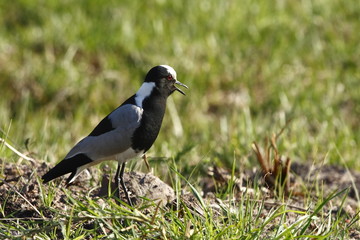Obraz premium Plover protecting her young