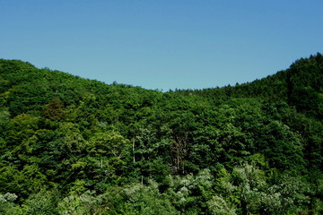 Fototapeta na wymiar Sattgrüne Bäume im Naturpark Eifel