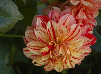 Red & Yellow Dahlia