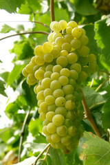 close up of a grape cluster