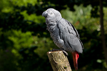 african grey on tree
