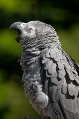 african grey yawning