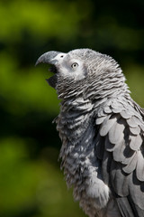african grey yawning