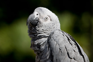 african grey looking