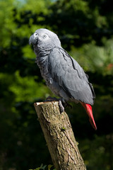 African grey on a tree