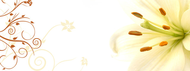 lily banner