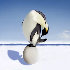 Poster Huge Penguin Egg © Jan Will