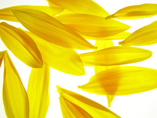 sunflower petals - 4286630